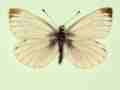 Pieris napi male (aberrant form antisinisgriseopicta) (Internet Image property of respective owner, non-commercial use only)